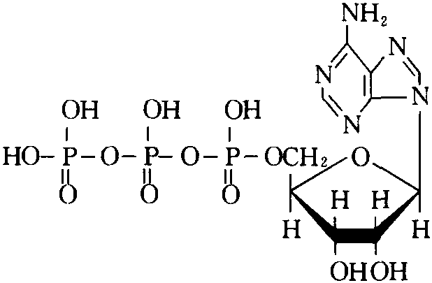 三磷酸腺苷辅酶胰岛素图片